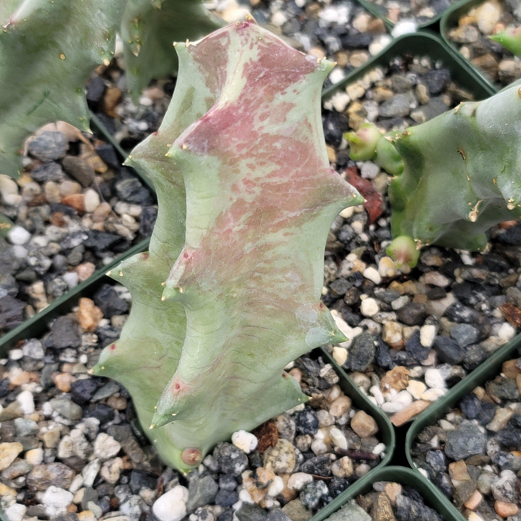 Caralluma melanacantha