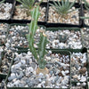 Euphorbia knuthii