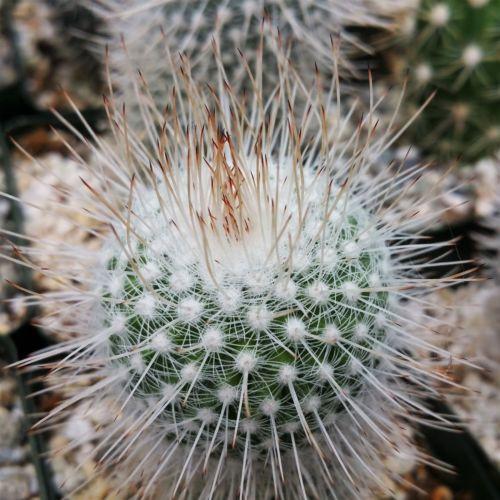 Mammillaria Geminispina