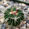 Echinofossulocactus Hookerii