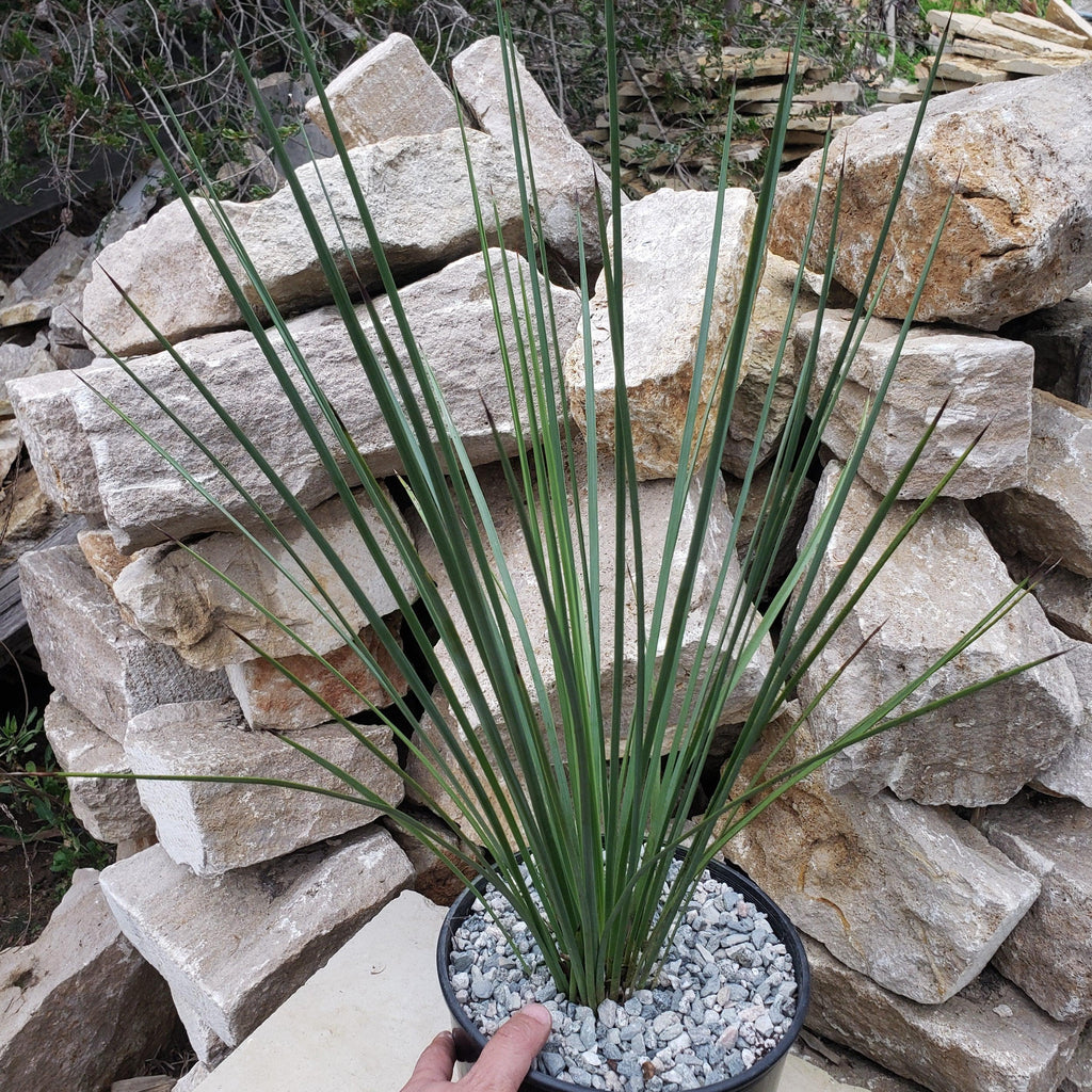 Hesperoyucca whipplei Specimen