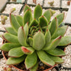 Echeveria agavoides