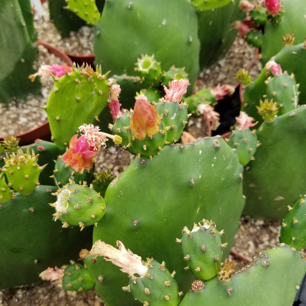 Opuntia ellisian cutting