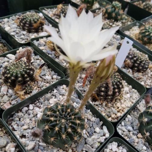 Lobivia or Echinopsis ancistrophora kratochviliana