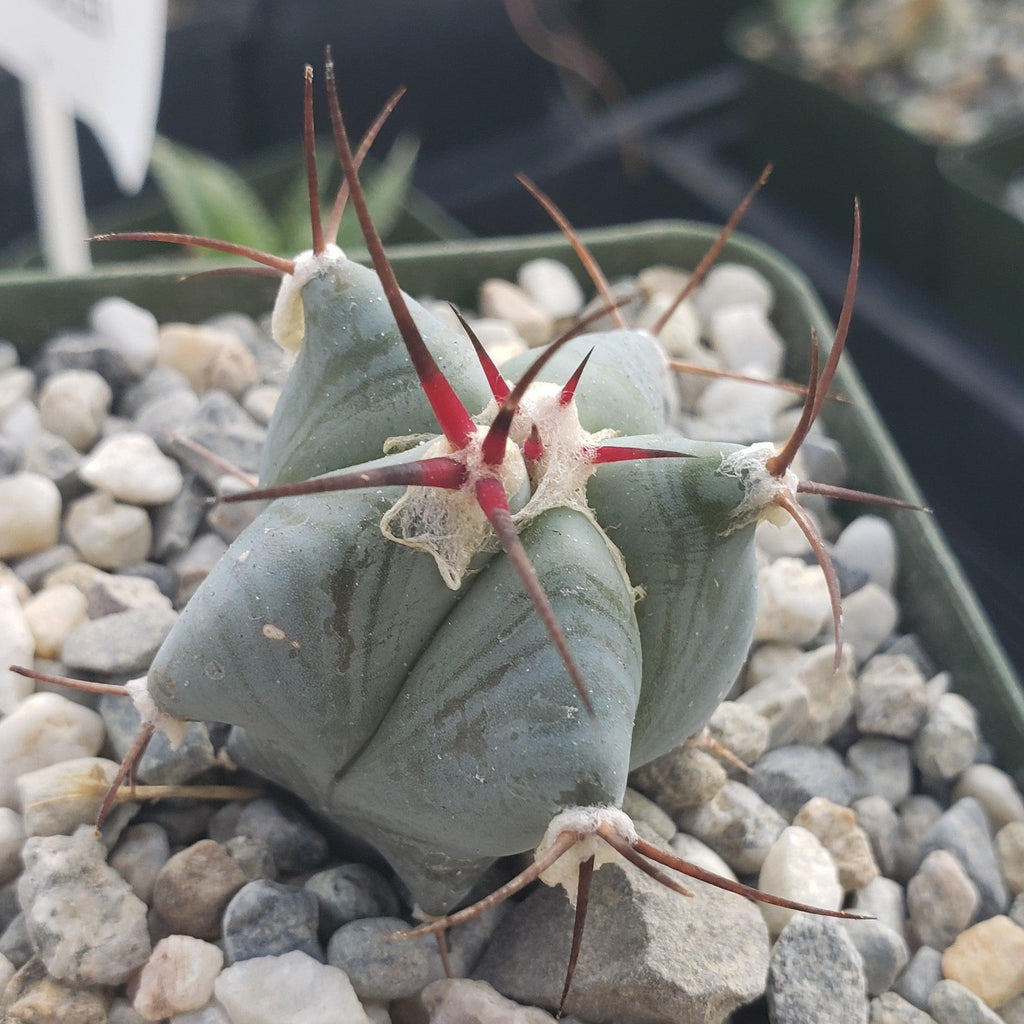 Echinocactus ingens
