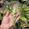 Selenicereus anthonyanus Fishbone Cactus Cutting