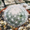 Mammillaria candida