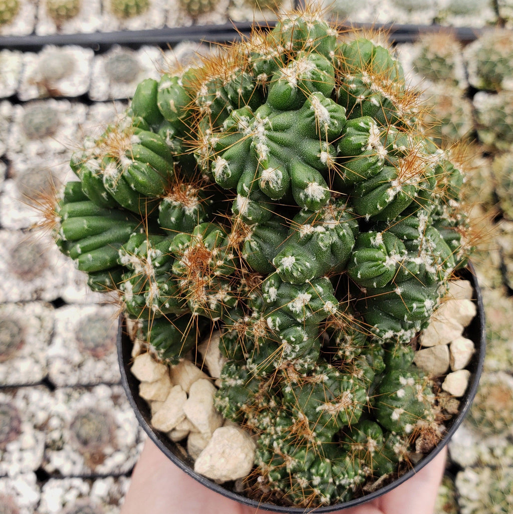 Cereus peruvianus monstrose &