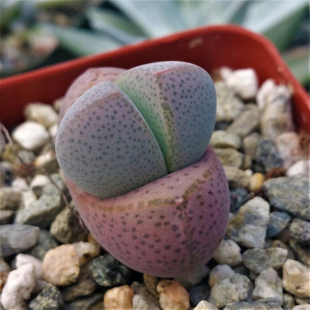 Dinteranthus microspermus puberulus