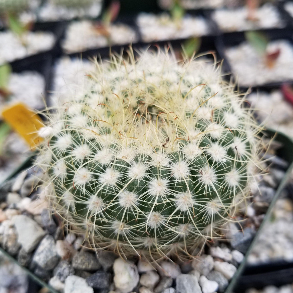 Notocactus apricus