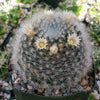 Mammillaria albicoma