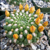 Rebutia weingartia neocumingii