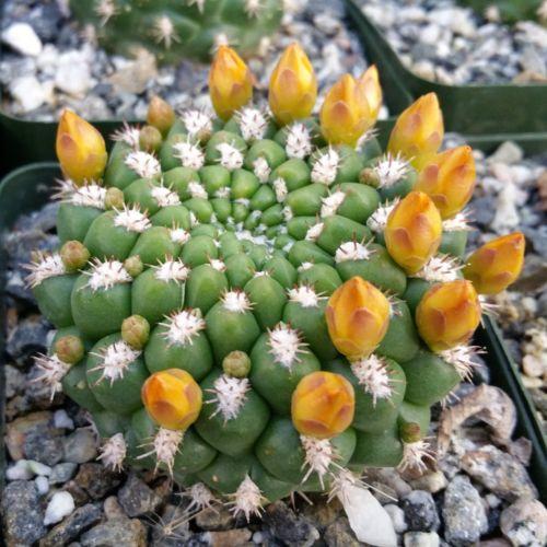 Rebutia weingartia neocumingii