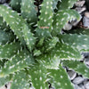 Aloe Humilis