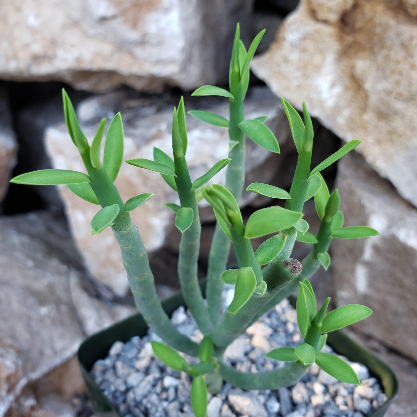 pencil cactus milk Order "Pencil Milk Bush - Euphorbia mauritanica"