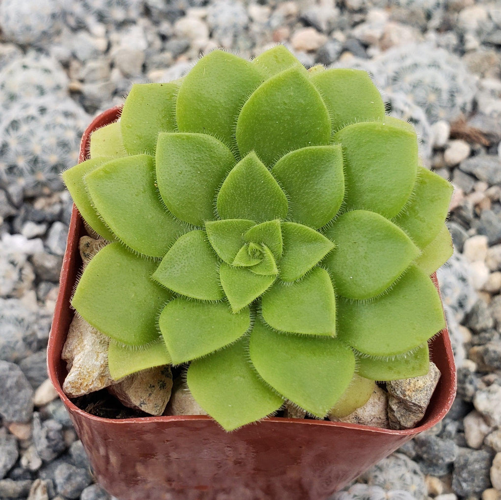 Aeonium pseudotabuliforme Green Platters