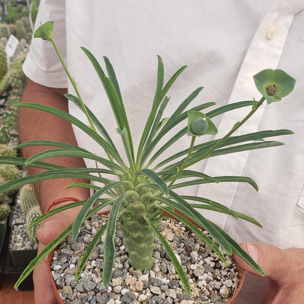 Euphorbia pubiglans large