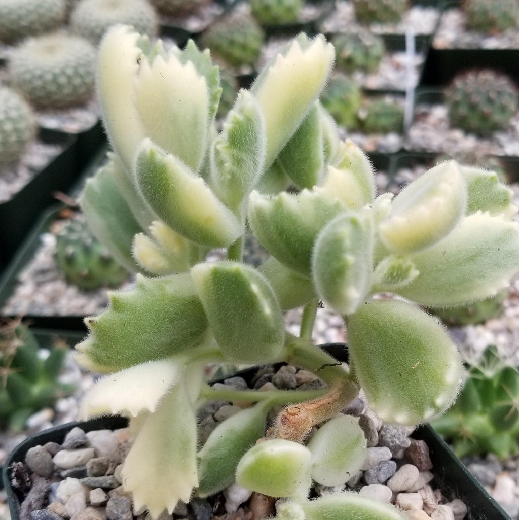 Variegated Bear Paw Succulent - Cotyledon ladismithiensis Variegata
