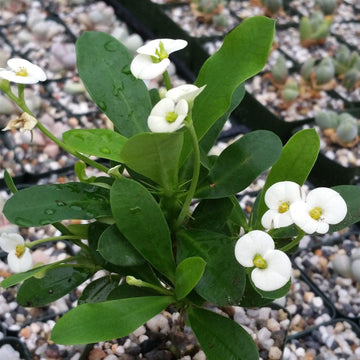 Shop 'Crown of Thorns Plant - Euphorbia Milii' Care and Info