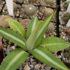 Agave lophantha splendida – Center Stripe Agave