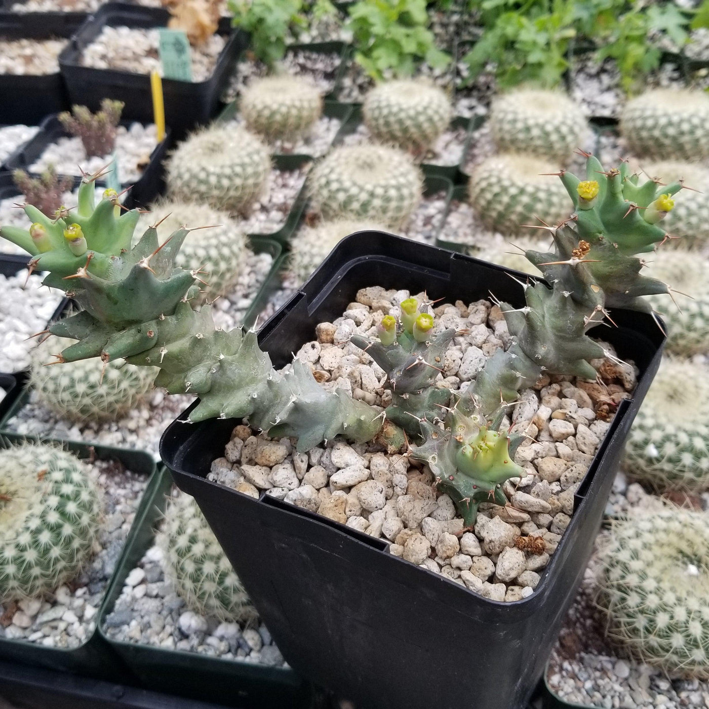 Euphorbia groenewaldii