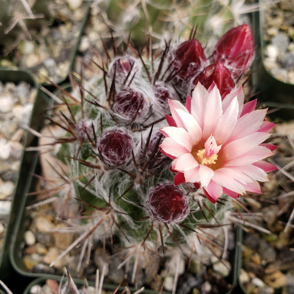 Neochilenia floccosa