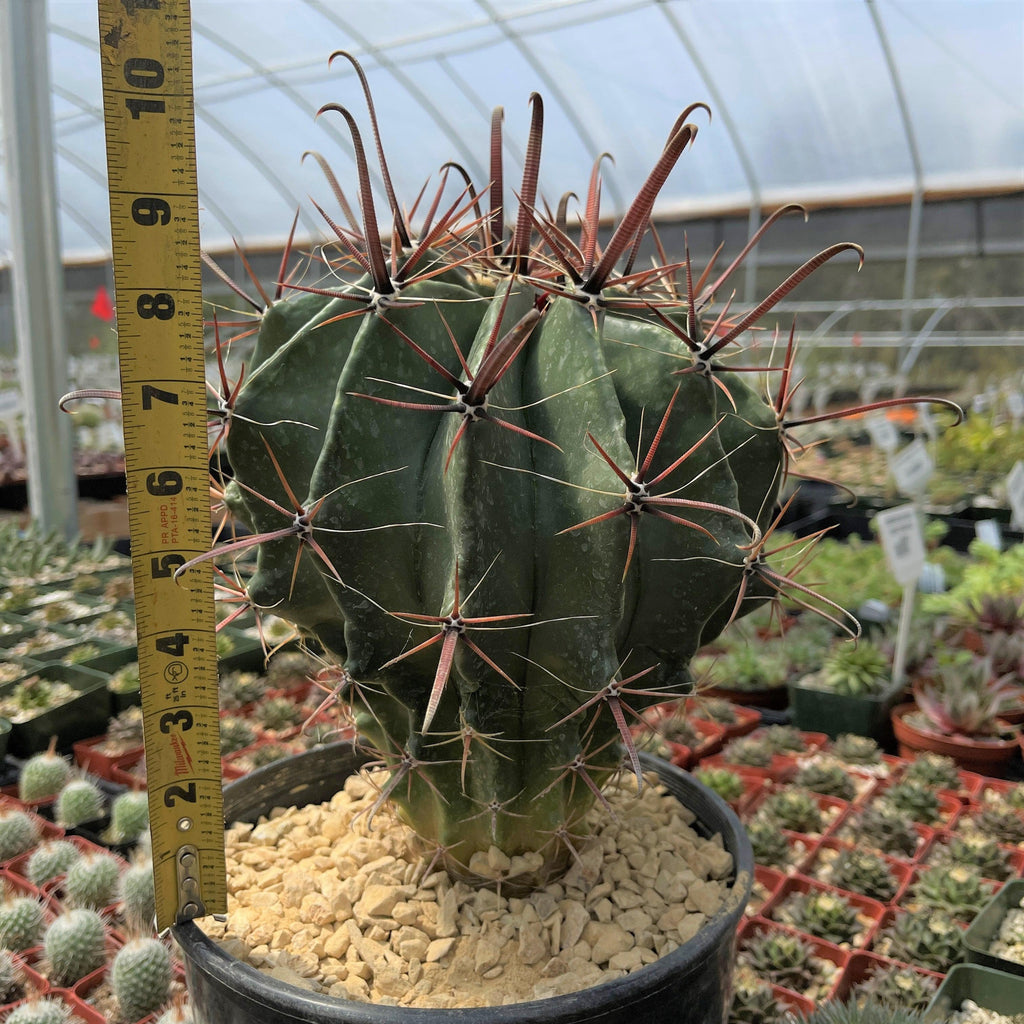 Fire Barrel Cactus – Ferocactus gracilis ‘Coloratus’