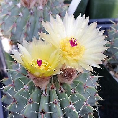 Notocactus buiningii