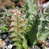 Huernia saudi arabica