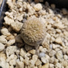 Pseudolithos eylensis