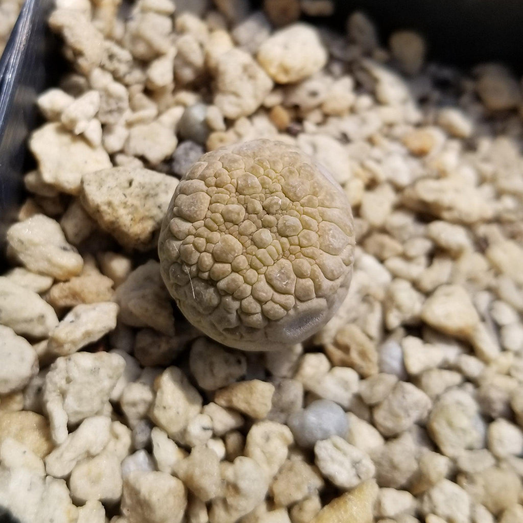 Pseudolithos eylensis