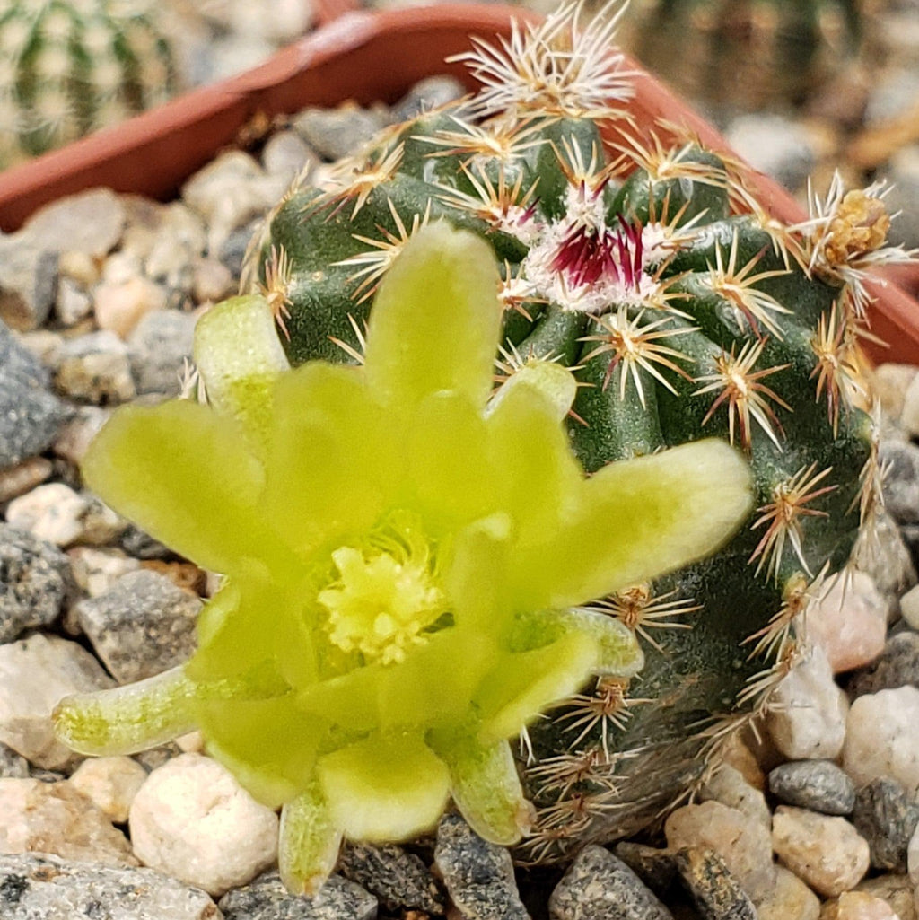 Echinocereus viridiflorus montanus