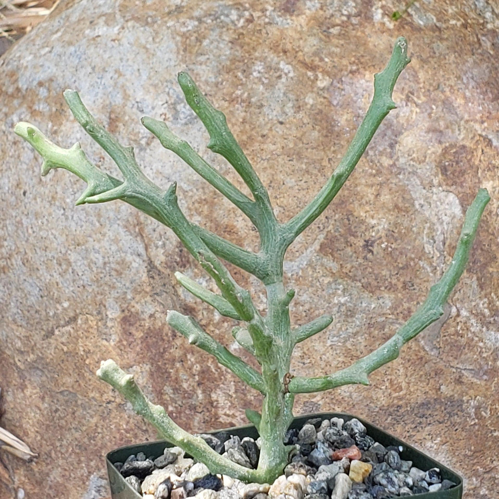 Euphorbia stenoclada spineless