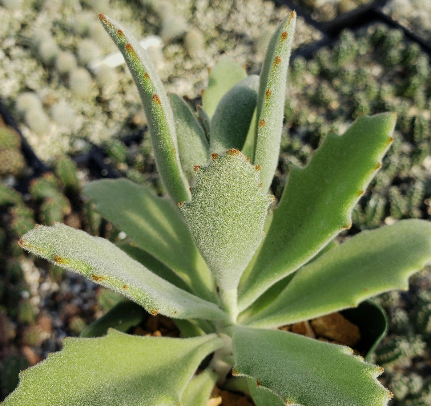 kalanchoe beharensis succulent Kalanchoe Beharensis Roseleaf