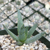 Aloe ramosissima