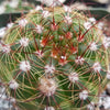 Notocactus parodia militaris