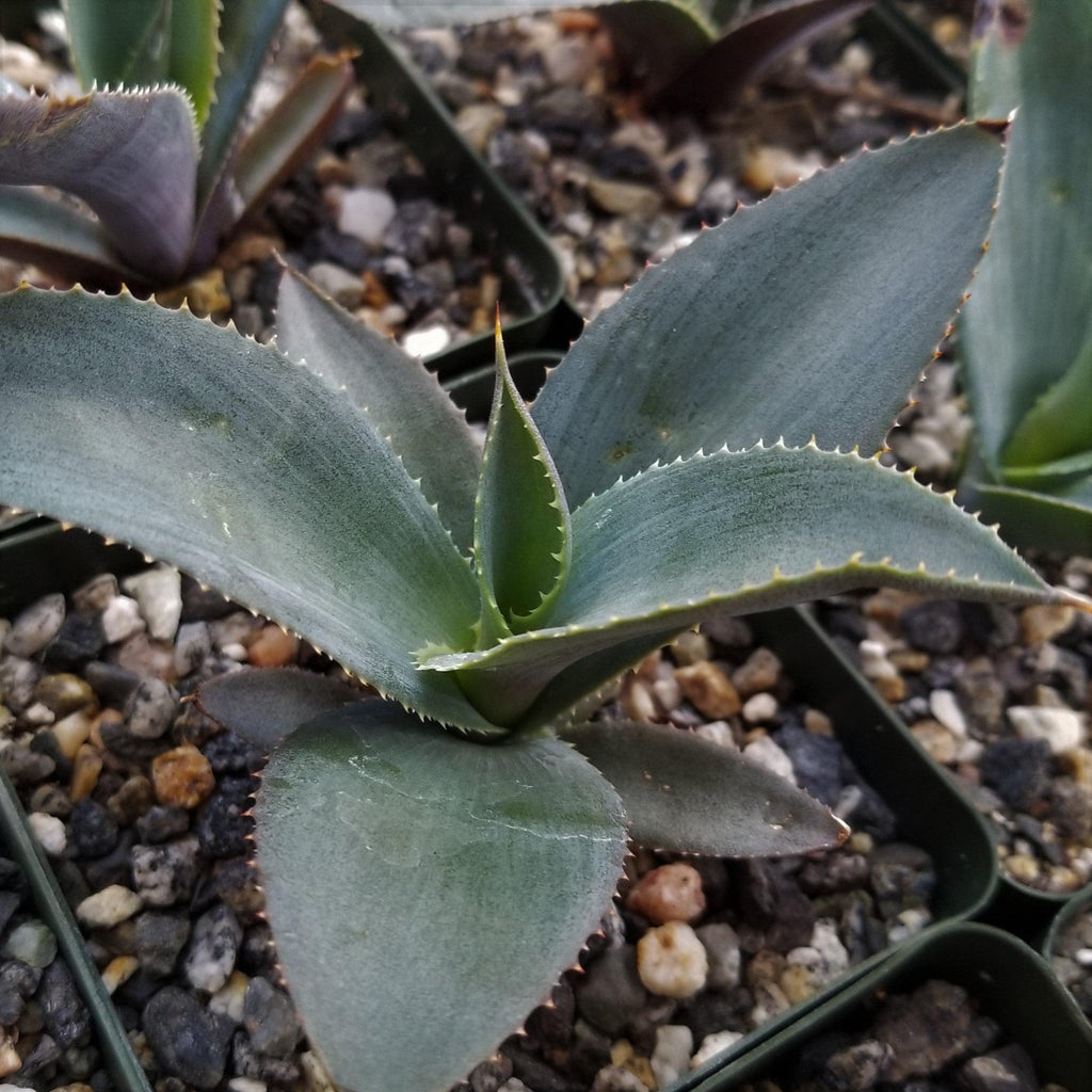 Agave pablocarrilloi
