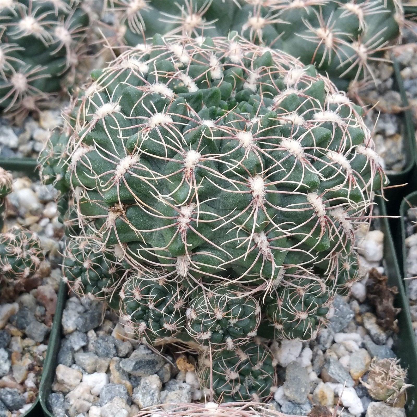 Gymnocalycium carolinense