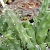 Huernia Nova Mccoy