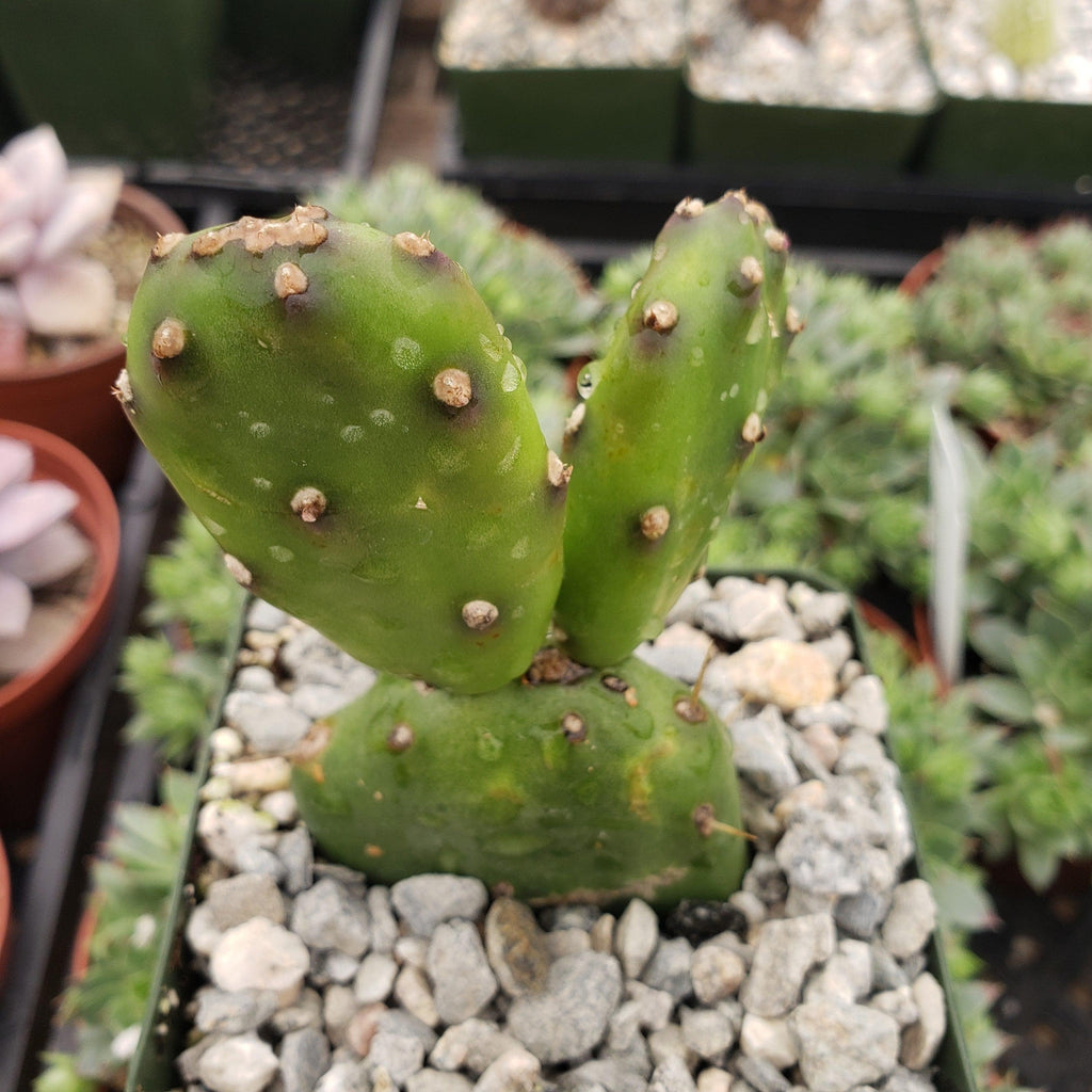 Opuntia canterae elata Cutting