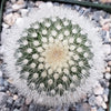 Mammillaria Pilcayensis