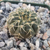 Gymnocalycium stellatum asterium