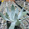 Giant Chalk Dudleya ‘Dudleya brittonii’