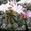 Gymnocalycium bruchii