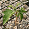 Adenia Volkensii