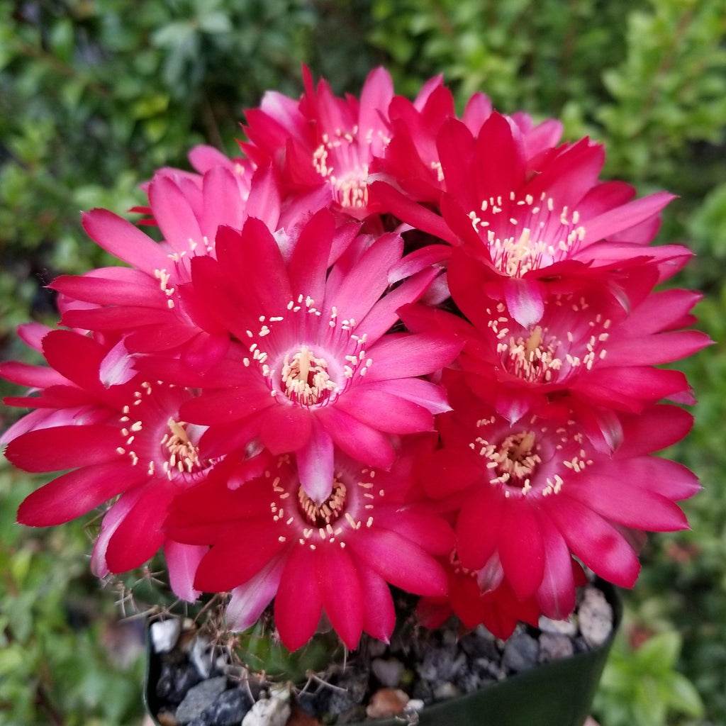 Lobivia aculeata