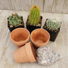 3- 2.5 inch cactus in terracotta pots