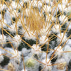 Mammillaria nivosa