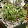 Pickle Plant ‘Delosperma echinatum’