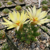 Mammillaria sphaerica